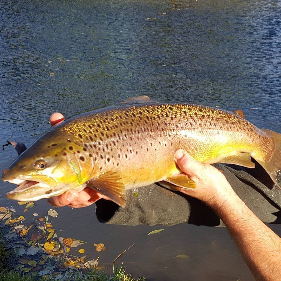 Another good stocking of Browns and Rainbows