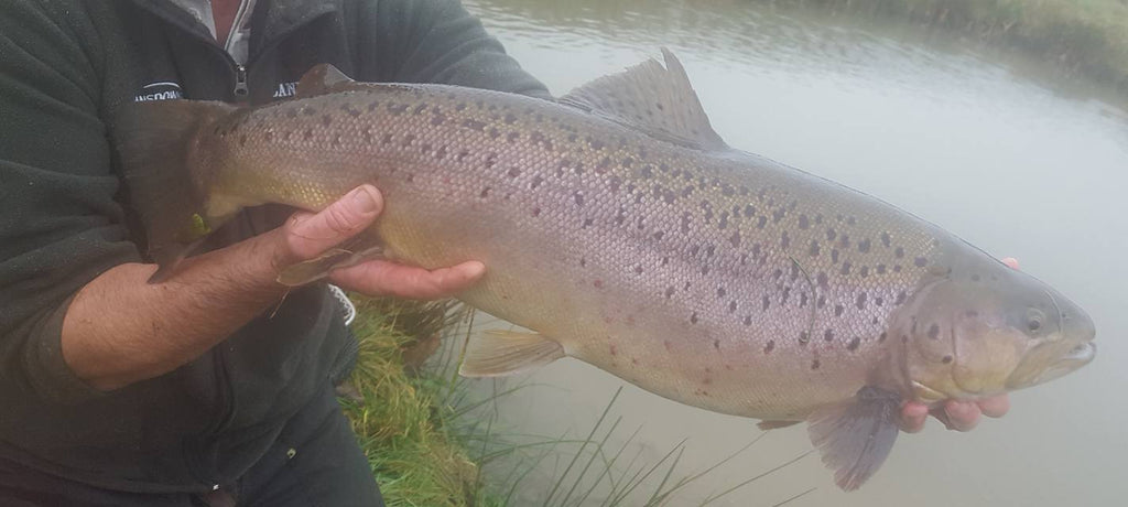 Another stocking of some quality Rainbows and Browns