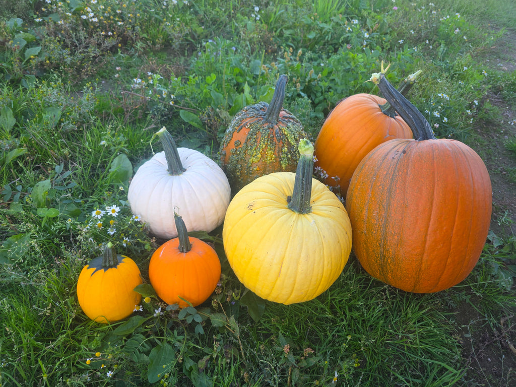 Pumpkin picking at the lakes