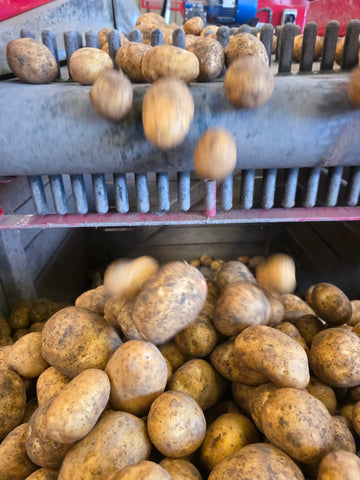 25kg bag of potatoes