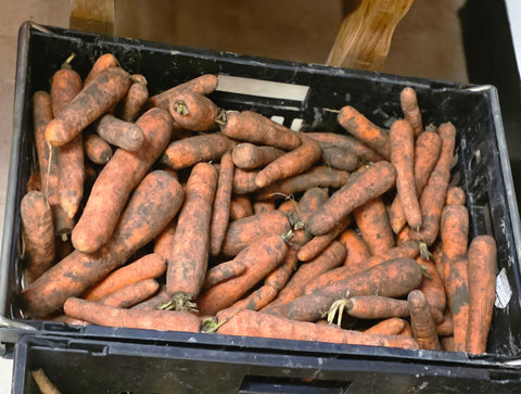 12.5kg bag of Carrots