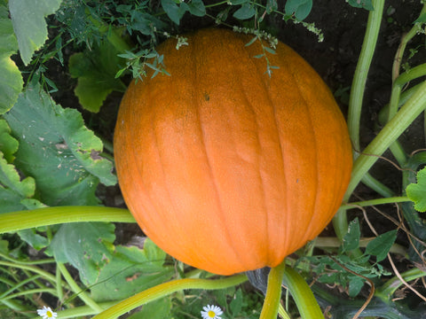 Pumpkin (Medium size)