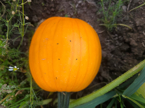 Pumpkins (small)