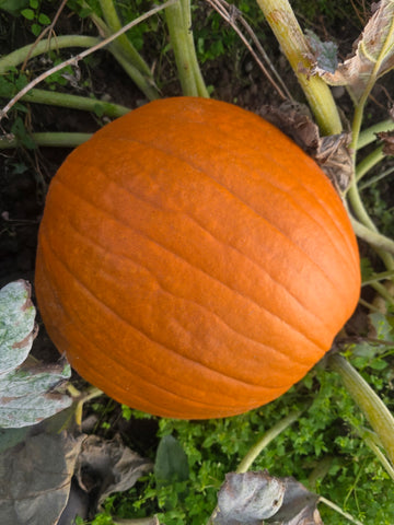 Pumpkin Large