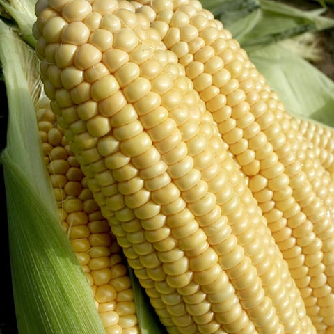 Sweetcorn