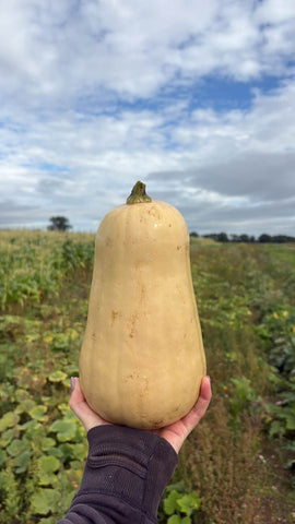 Butternut Squash